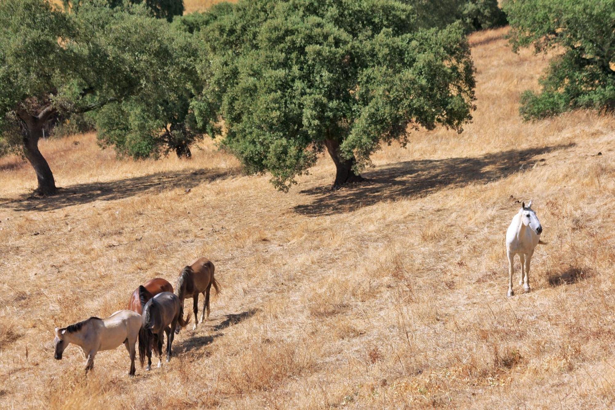 Vale Do Manantio Ξενοδοχείο Moura Εξωτερικό φωτογραφία